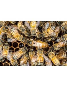 Essaim sur Cadres Buckfast - Langstroth