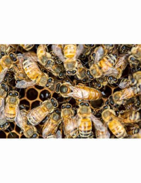 Essaim sur Cadres Buckfast - Provence Apiculture