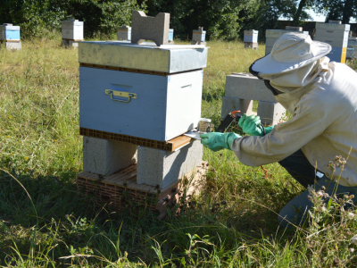 Que faire ce mois-ci au rucher : La ruche en septembre 